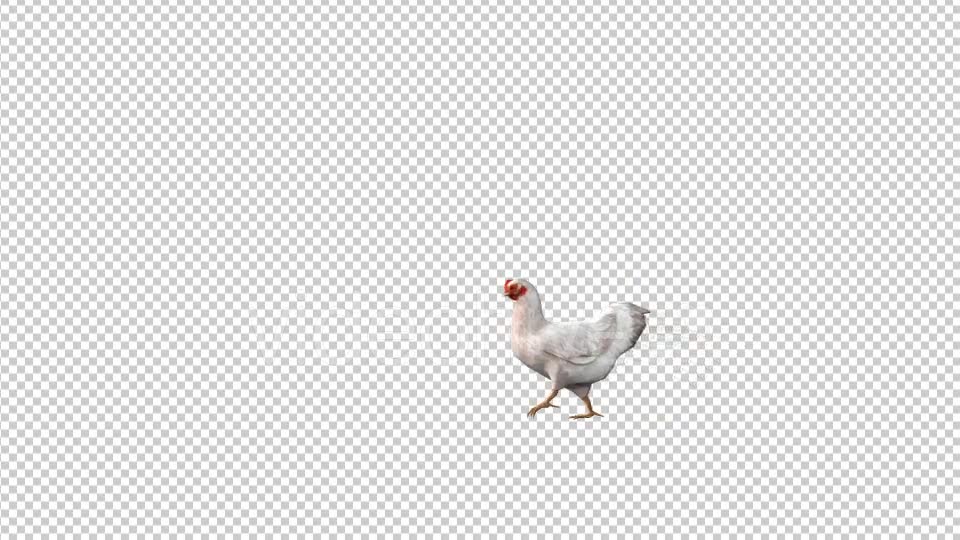 Chicken Walk Videohive 19613754 Motion Graphics Image 6