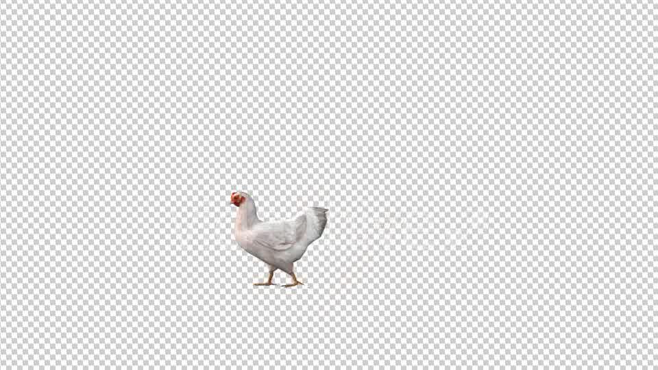 Chicken Walk Videohive 19613754 Motion Graphics Image 8