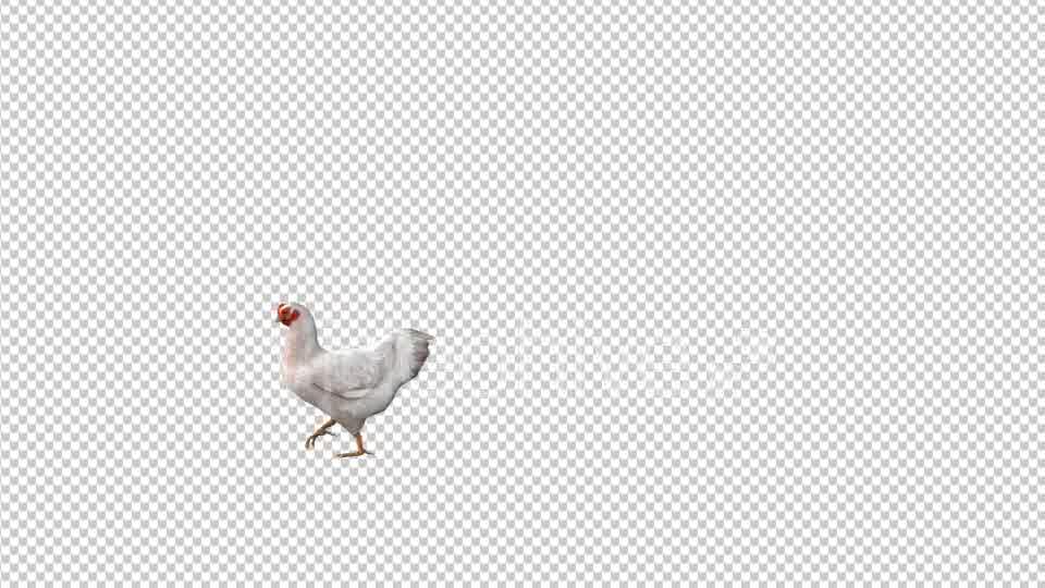 Chicken Walk Videohive 19613754 Motion Graphics Image 9
