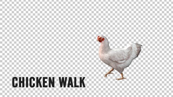 Chicken Walk - Download Videohive 19613754