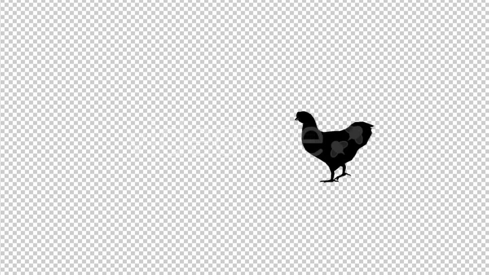Chicken Walk Silhouette Animation Videohive 20475131 Motion Graphics Image 5