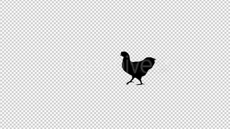 Chicken Walk Silhouette Animation Videohive 20475131 Motion Graphics Image 6