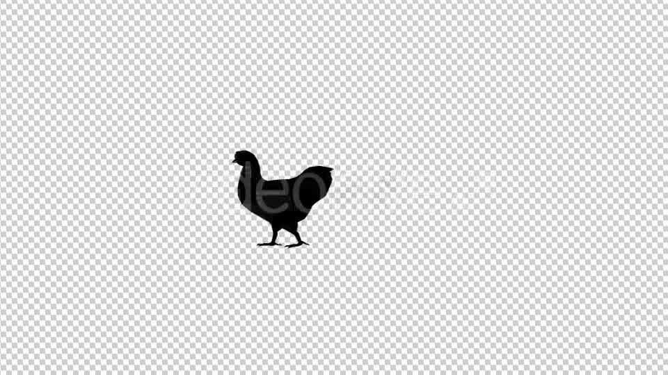 Chicken Walk Silhouette Animation Videohive 20475131 Motion Graphics Image 8