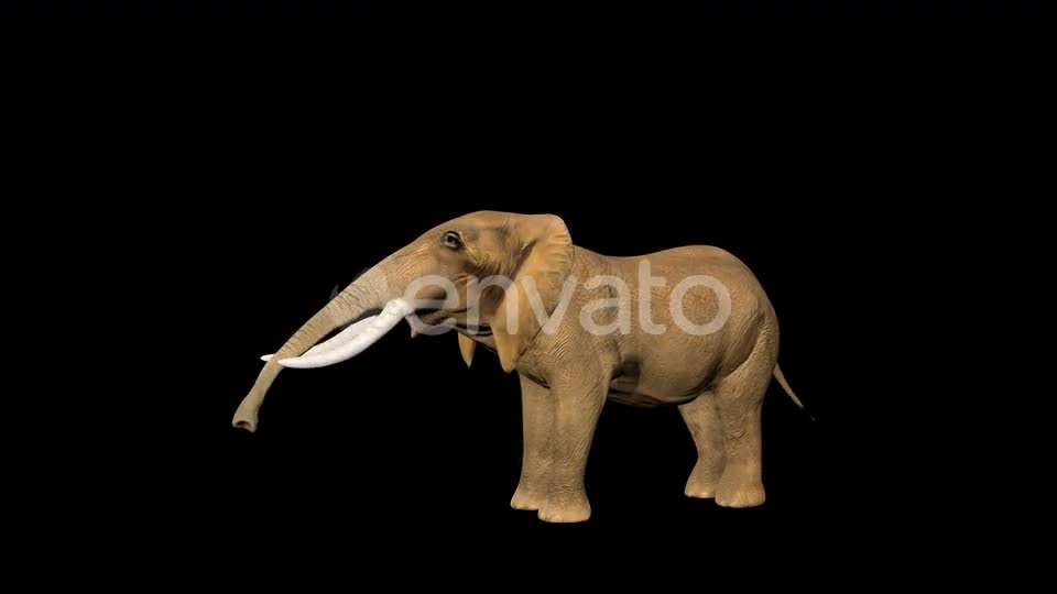 Circus Elephant Call Videohive 23484079 Motion Graphics Image 1