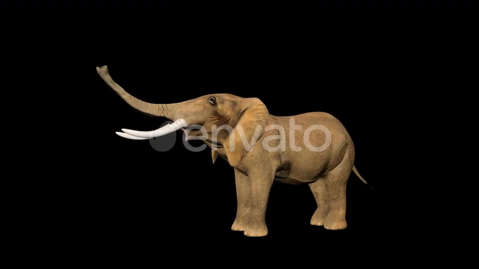 Circus Elephant Call Videohive 23484079 Motion Graphics Image 2