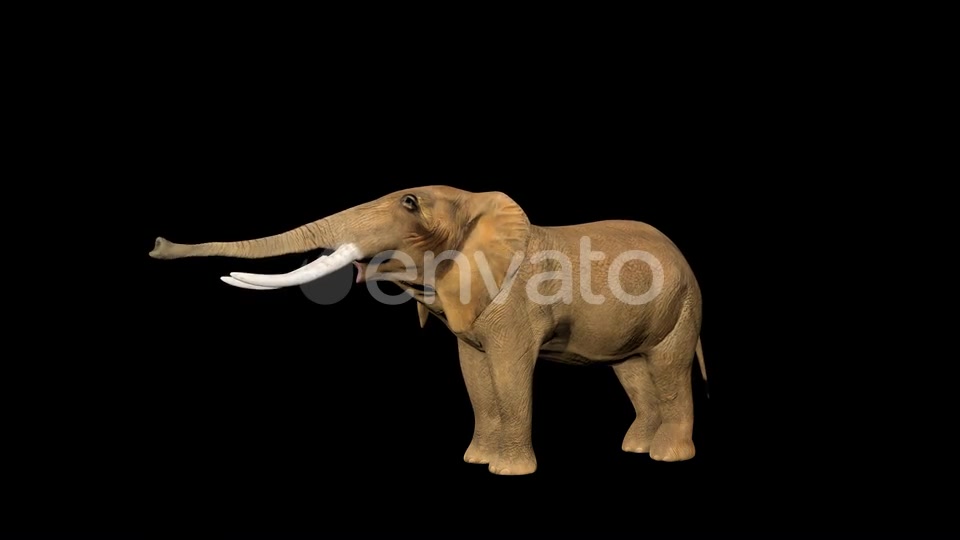 Circus Elephant Call Videohive 23484079 Motion Graphics Image 3