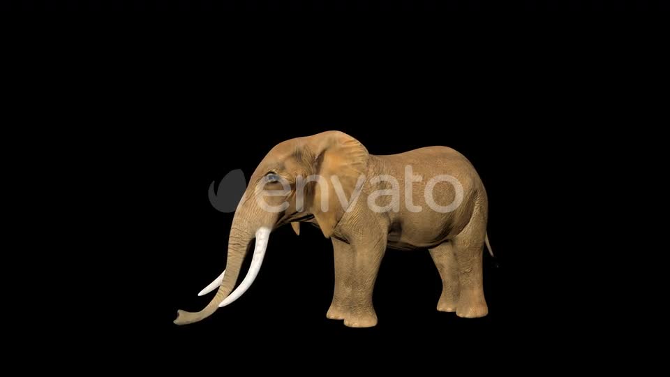 Circus Elephant Sleep Videohive 23477891 Motion Graphics Image 1