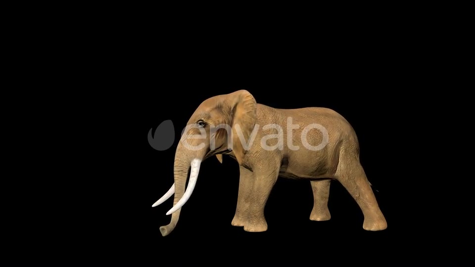 Circus Elephant Sleep Videohive 23477891 Motion Graphics Image 3