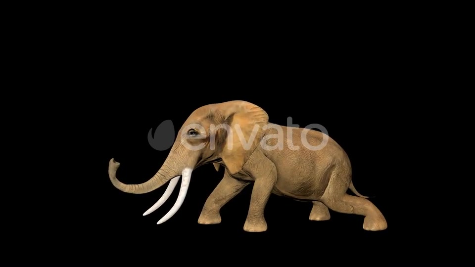 Circus Elephant Sleep Videohive 23477891 Motion Graphics Image 7