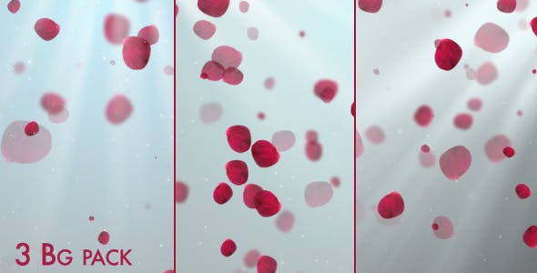 Clean Rose Petals - 3843384 Videohive Download