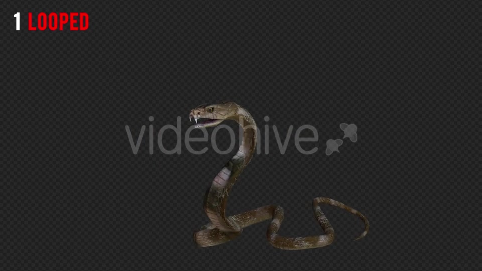 Cobra 1 Realistic Pack 3 Videohive 21187804 Motion Graphics Image 2