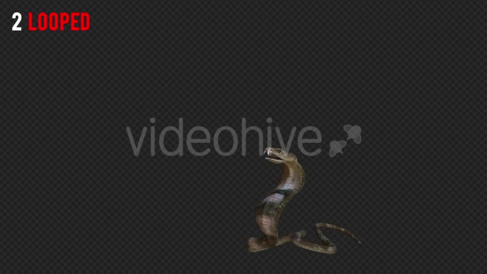 Cobra 1 Realistic Pack 3 Videohive 21187804 Motion Graphics Image 4