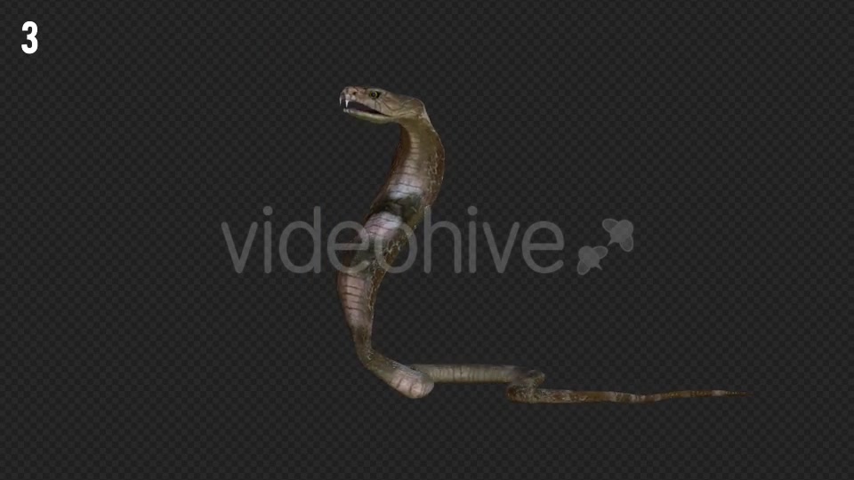 Cobra 1 Realistic Pack 3 Videohive 21187804 Motion Graphics Image 6