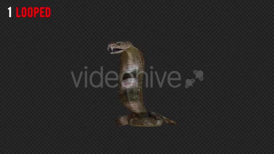 Cobra 2 Realistic Pack 4 Videohive 21187879 Motion Graphics Image 1