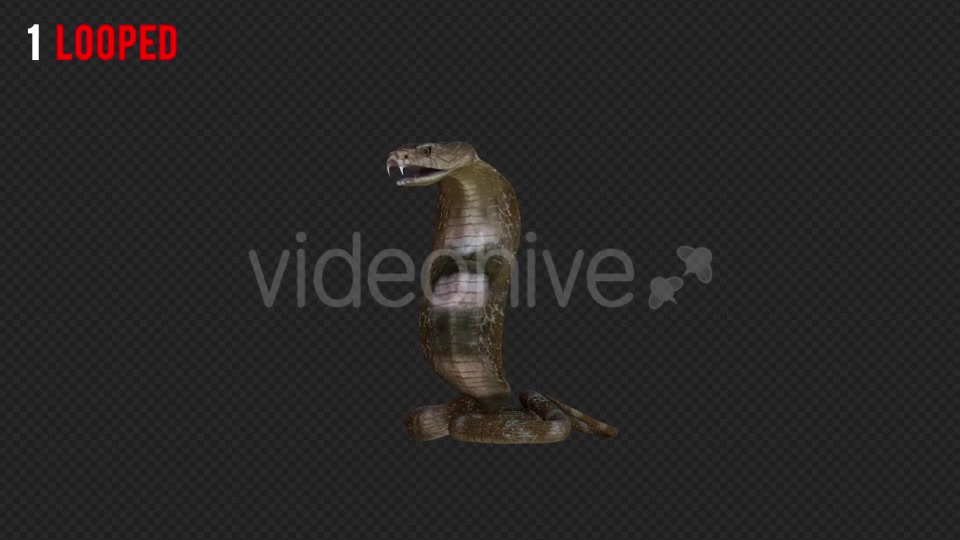 Cobra 2 Realistic Pack 4 Videohive 21187879 Motion Graphics Image 3