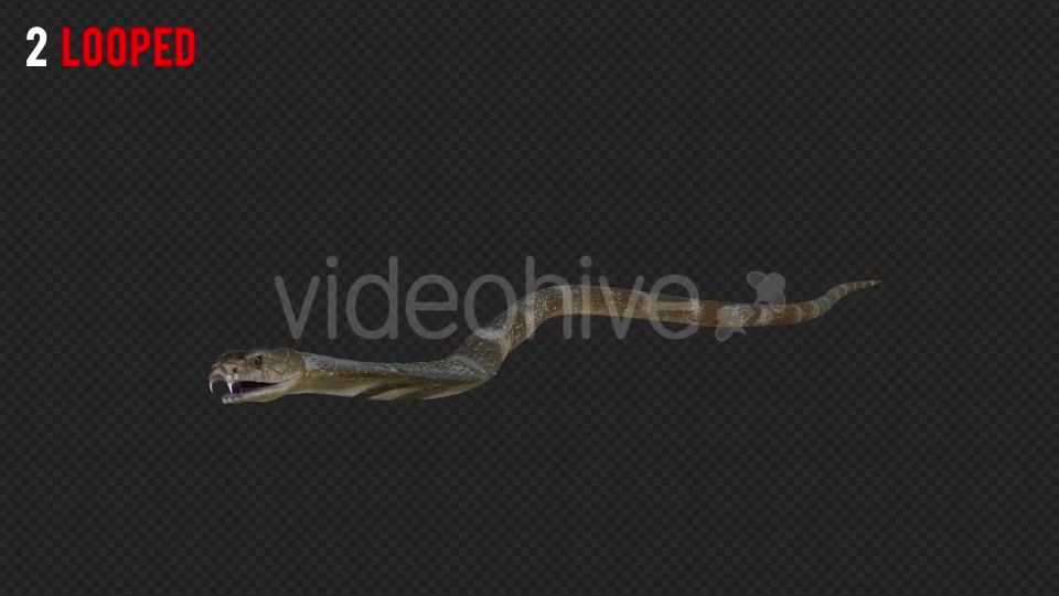 Cobra 2 Realistic Pack 4 Videohive 21187879 Motion Graphics Image 4