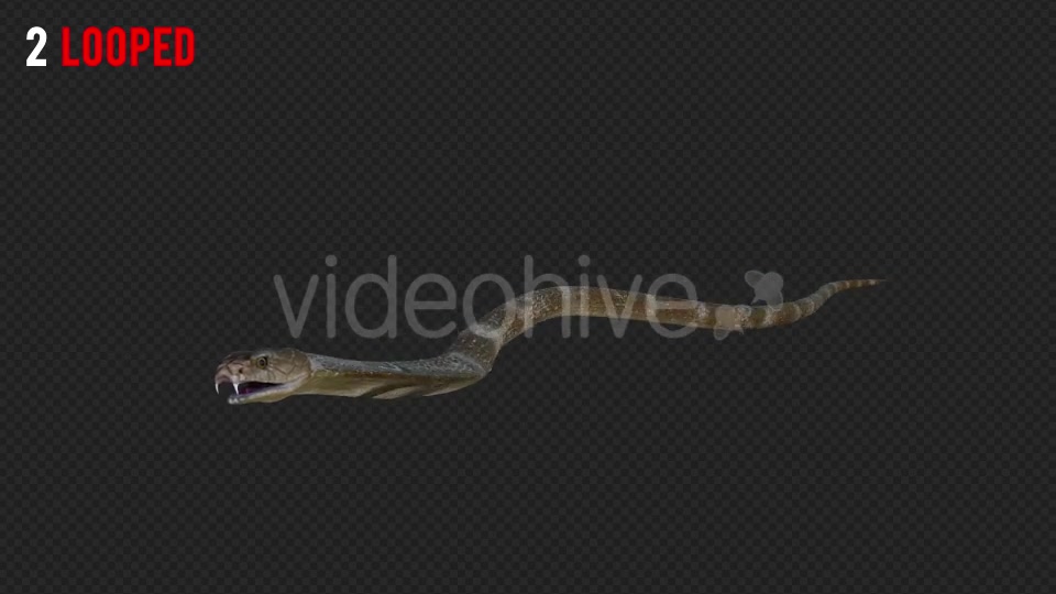 Cobra 2 Realistic Pack 4 Videohive 21187879 Motion Graphics Image 5