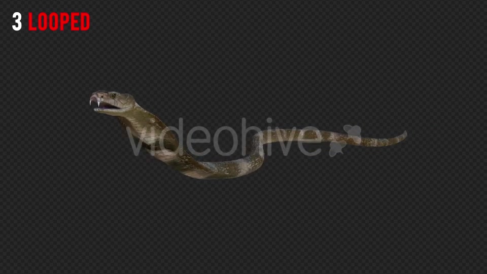 Cobra 2 Realistic Pack 4 Videohive 21187879 Motion Graphics Image 6