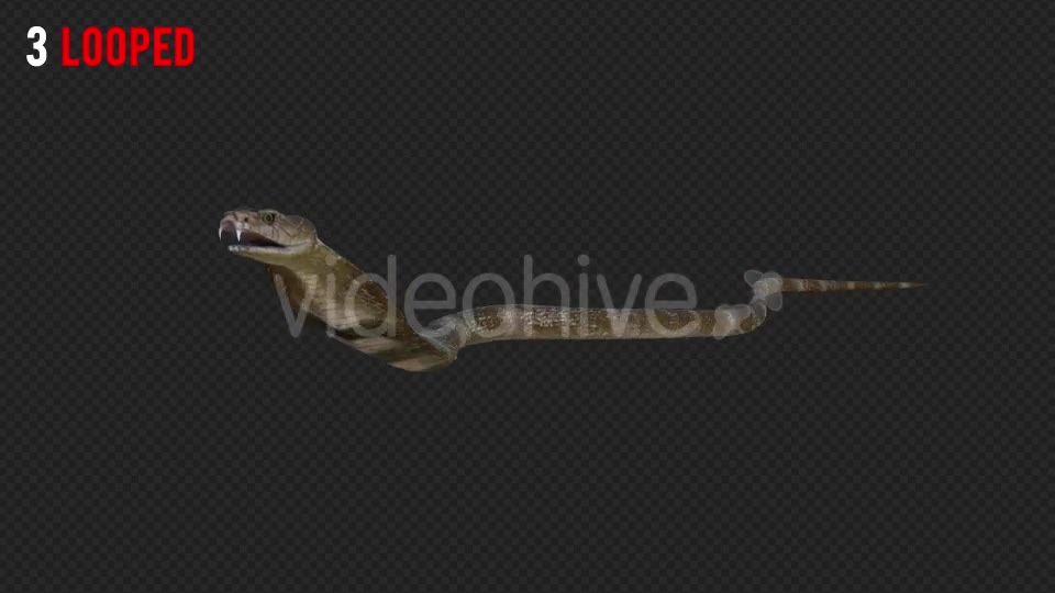 Cobra 2 Realistic Pack 4 Videohive 21187879 Motion Graphics Image 7