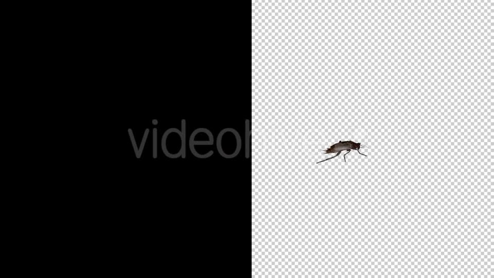 Cockroach 4 Pack Videohive 20309294 Motion Graphics Image 2