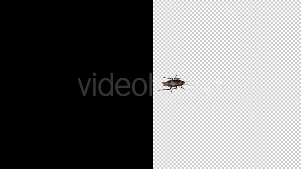 Cockroach 4 Pack Videohive 20309294 Motion Graphics Image 4