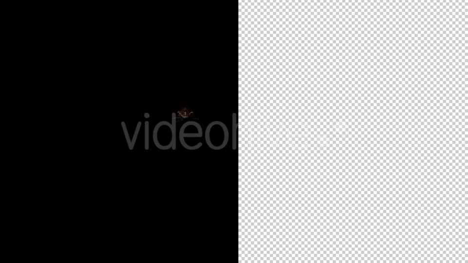 Cockroach 4 Pack Videohive 20309294 Motion Graphics Image 5