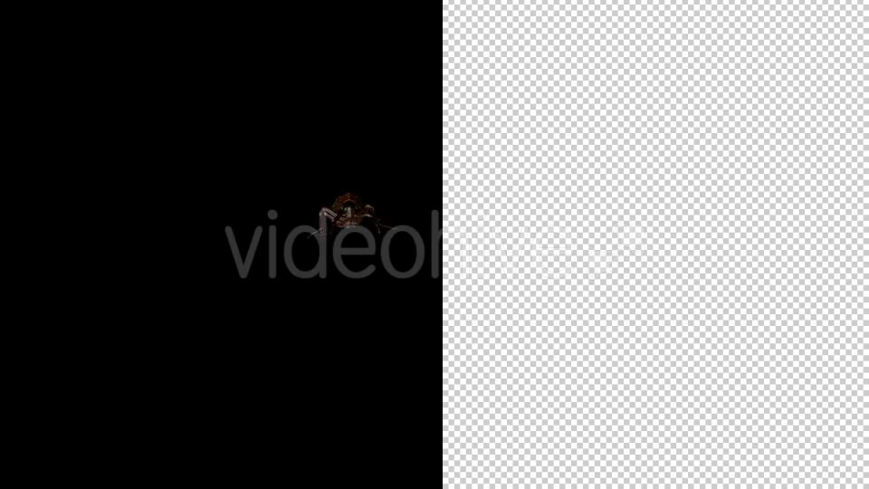Cockroach 4 Pack Videohive 20309294 Motion Graphics Image 6