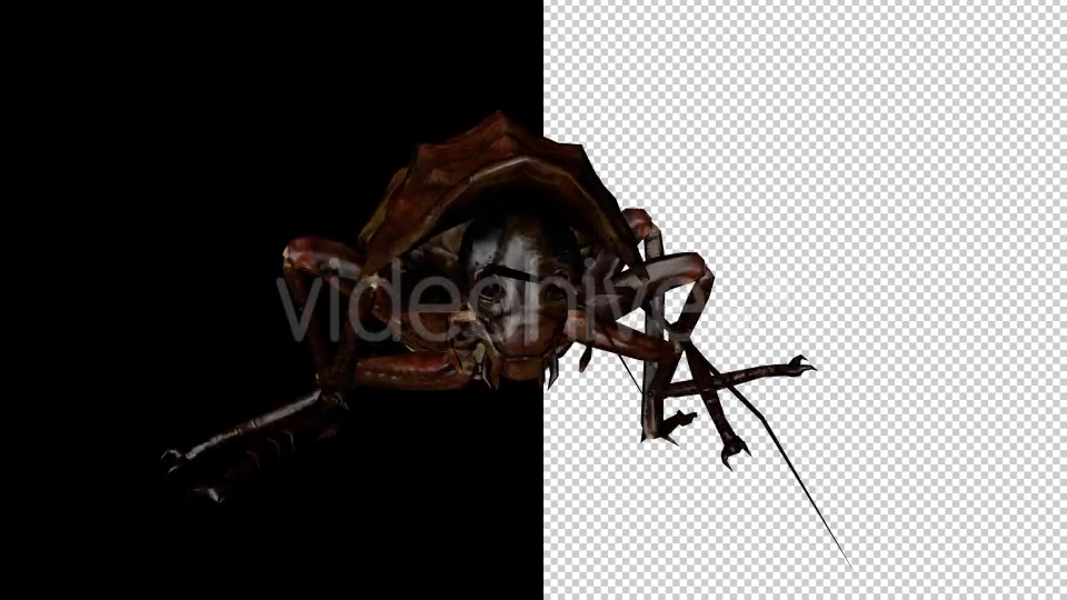 Cockroach 4 Pack Videohive 20309294 Motion Graphics Image 7