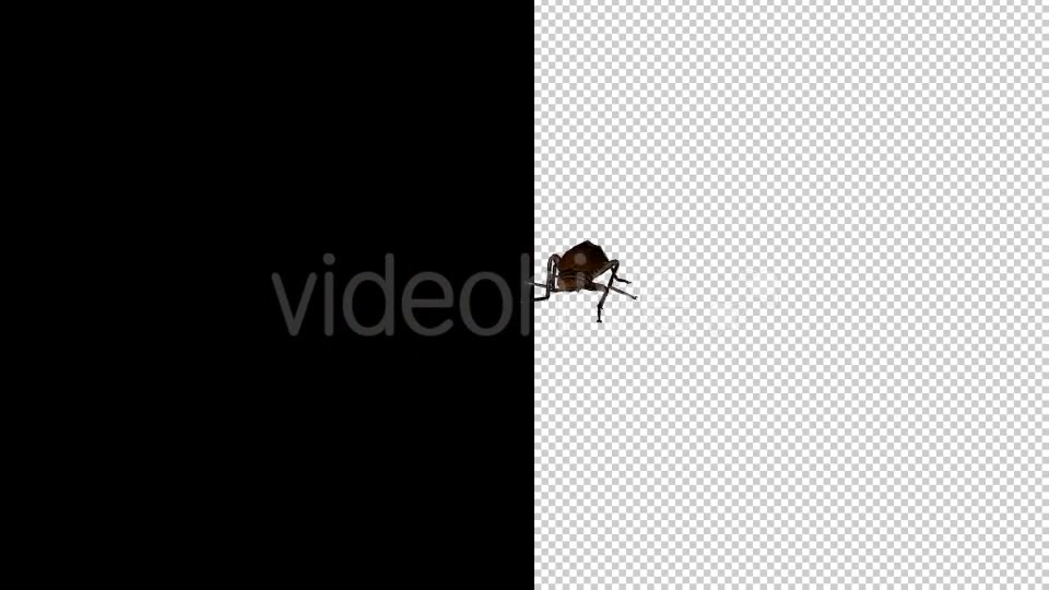 Cockroach 4 Pack Videohive 20309294 Motion Graphics Image 8
