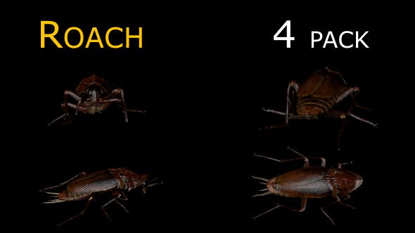 Cockroach 4 Pack - 20309294 Videohive Download
