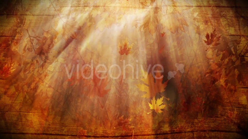 Colorful Autumn Foliage Background Videohive 12942687 Motion Graphics Image 2