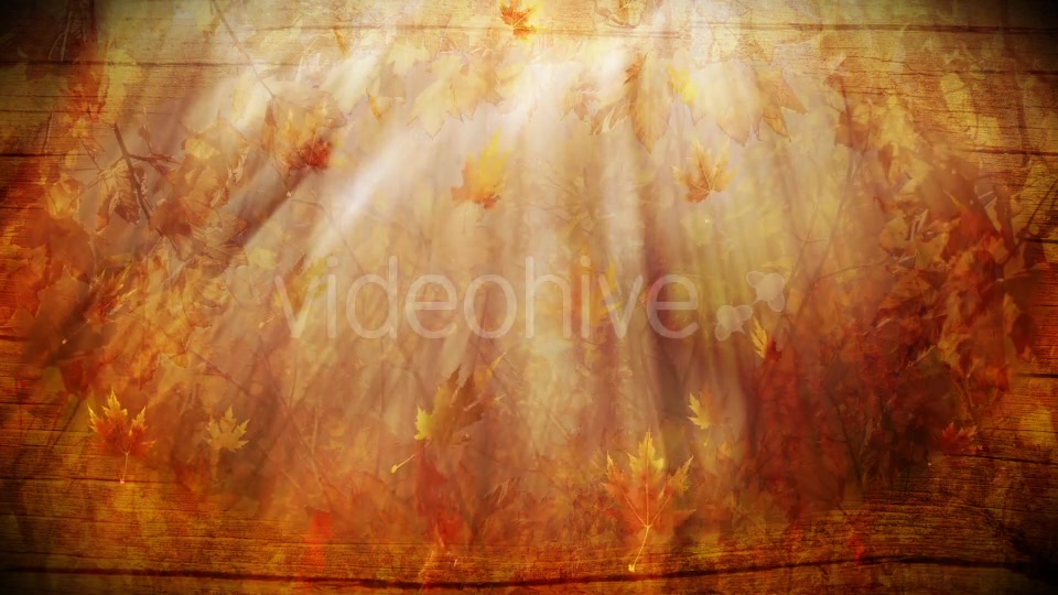 Colorful Autumn Foliage Background Videohive 12942687 Motion Graphics Image 3