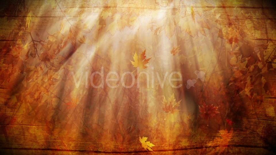 Colorful Autumn Foliage Background Videohive 12942687 Motion Graphics Image 5
