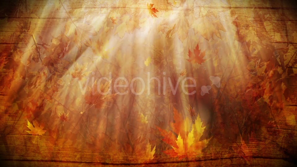 Colorful Autumn Foliage Background Videohive 12942687 Motion Graphics Image 6