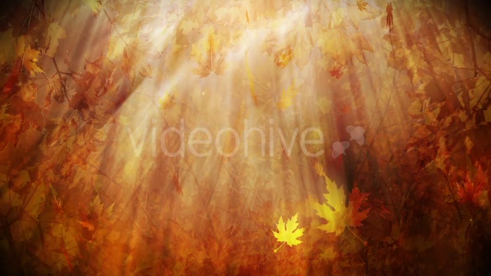 Colorful Autumn Foliage Background Videohive 12942687 Motion Graphics Image 7