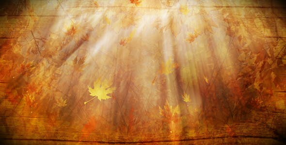 Colorful Autumn Foliage Background - Download 12942687 Videohive