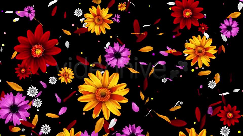Colorful Flowers Pack Videohive 16323663 Motion Graphics Image 1