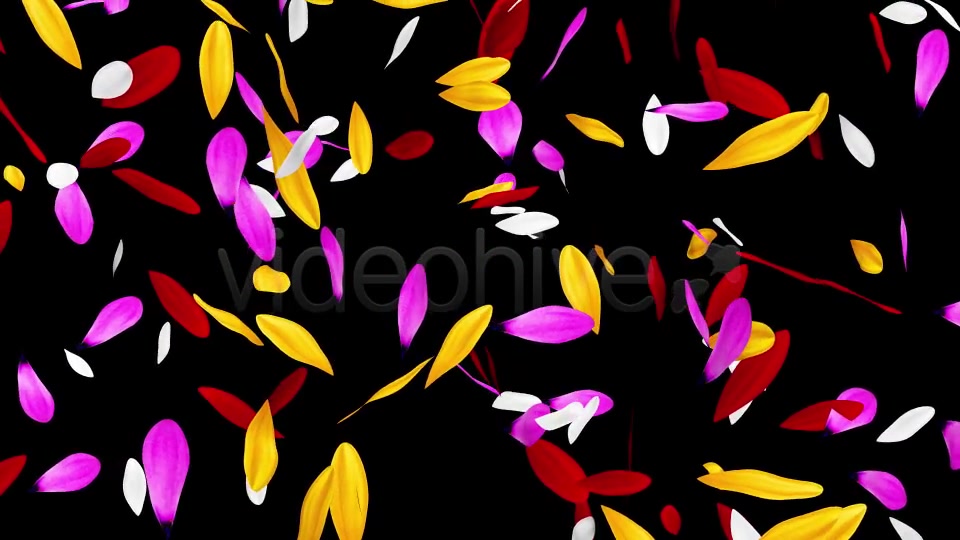 Colorful Flowers Pack Videohive 16323663 Motion Graphics Image 5
