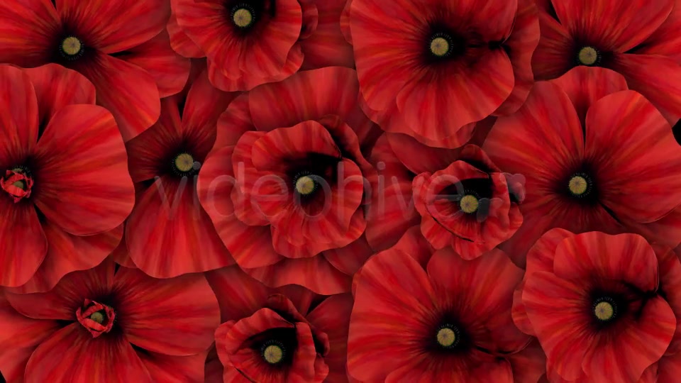 Colorful Flowers Pack Videohive 16323663 Motion Graphics Image 6