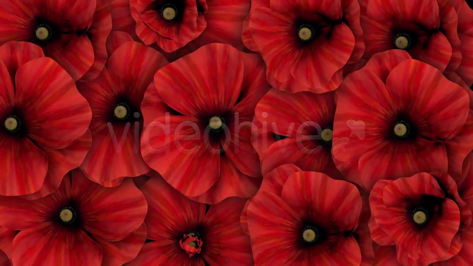 Colorful Flowers Pack Videohive 16323663 Motion Graphics Image 7