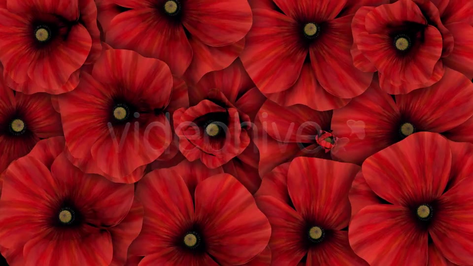 Colorful Flowers Pack Videohive 16323663 Motion Graphics Image 8