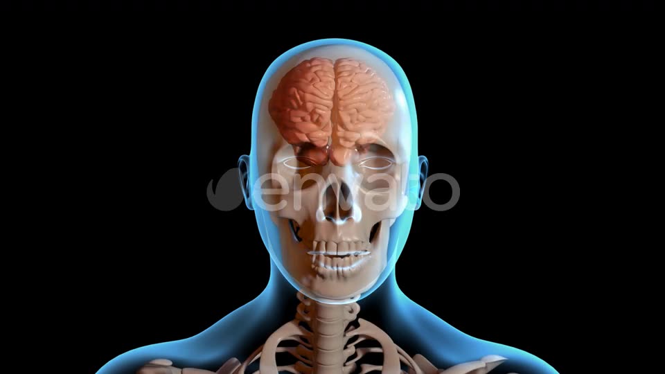 Concussion Traumatic Brain Injury Videohive 23415163 Motion Graphics Image 2