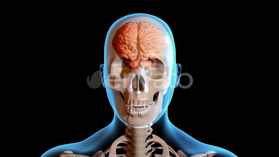 Concussion Traumatic Brain Injury Videohive 23415163 Motion Graphics Image 3