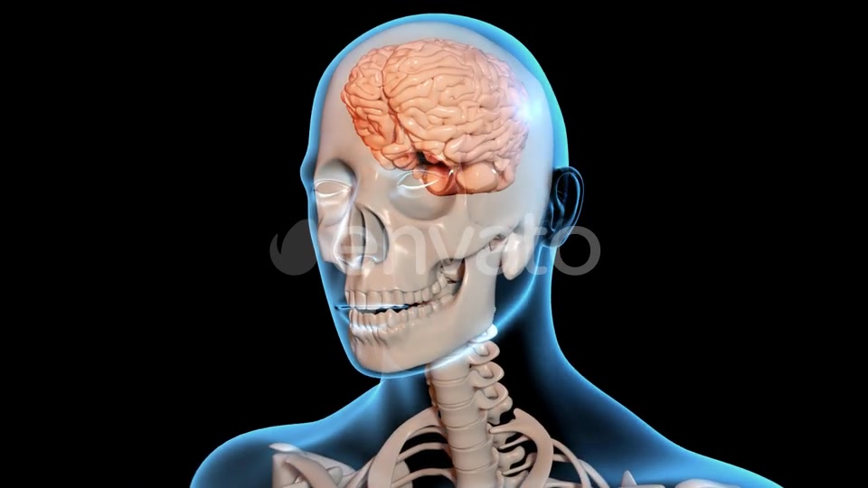 Concussion Traumatic Brain Injury Videohive 23415163 Motion Graphics Image 4