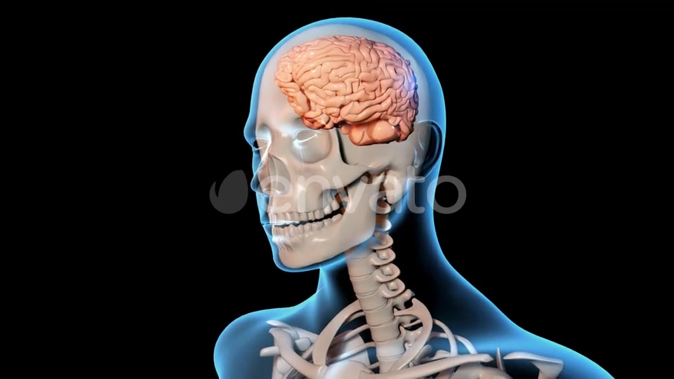 Concussion Traumatic Brain Injury Videohive 23415163 Motion Graphics Image 5