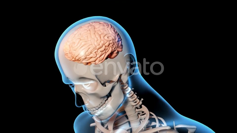 Concussion Traumatic Brain Injury Videohive 23415163 Motion Graphics Image 6