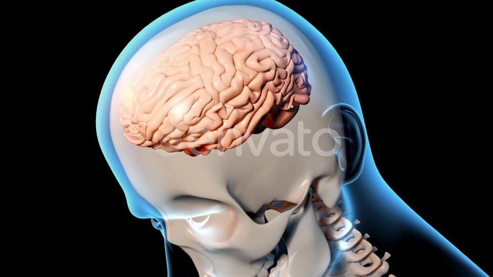 Concussion Traumatic Brain Injury Videohive 23415163 Motion Graphics Image 9