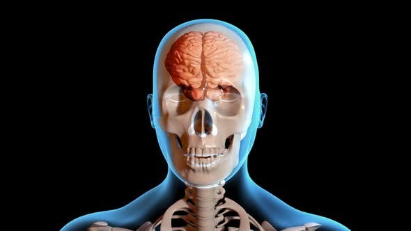 Concussion Traumatic Brain Injury - Videohive Download 23415163