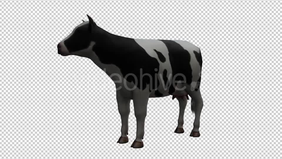 Cow Looped 2 Videohive 20704696 Motion Graphics Image 1