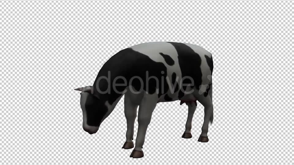 Cow Looped 2 Videohive 20704696 Motion Graphics Image 2